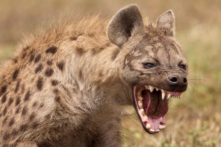 Chirumanzu Man killed by hyenas