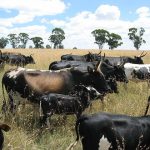 Highly contagious livestock disease Foot and Mouth reported in 2 provinces, cattle movement restricted