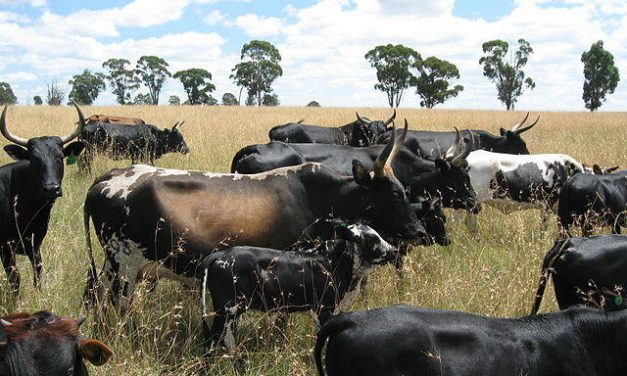 15 cattle stolen from Botswana found in Gwanda