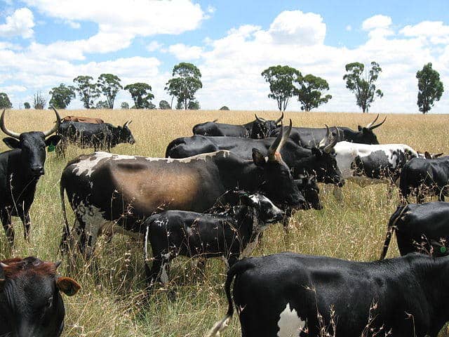 51 stolen cattle found penned in a field surrounded by thick forest