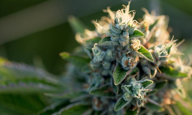 What Hemp CBD Can Do For You & How To Choose Your Strains