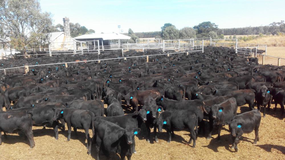 Ngozi demands 5 virgins, 75 cattle