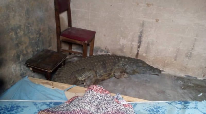 SHURUGWI: Big crocodile found in late headmaster’s locked bedroom