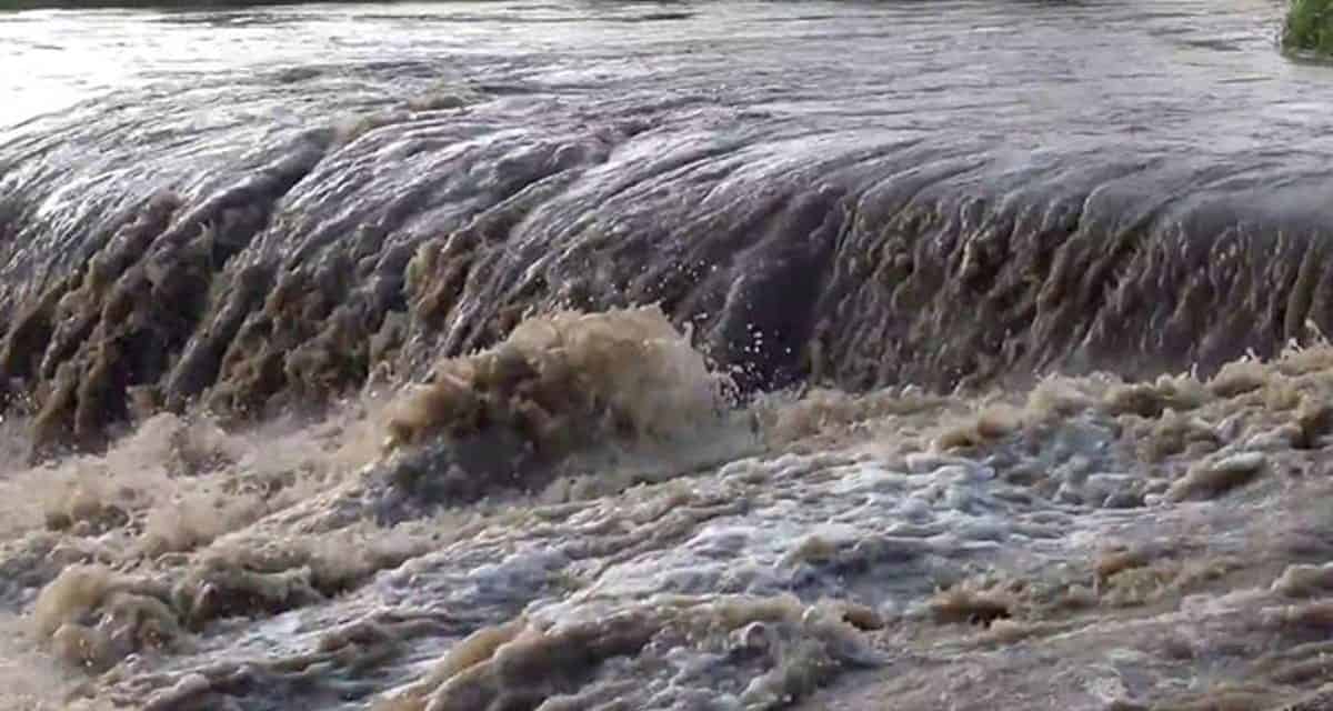 Villagers use oxen to rescue Kombi from being swept away at a flooded bridge