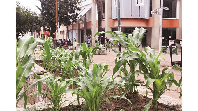 Maize &  cucumbers growing in Harare CBD get people talking…PICTURES