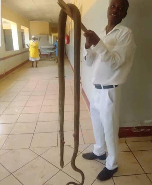 BIG snake invades Mvuma hospital, barely days after crocodile was spotted in hospital..PICTURES