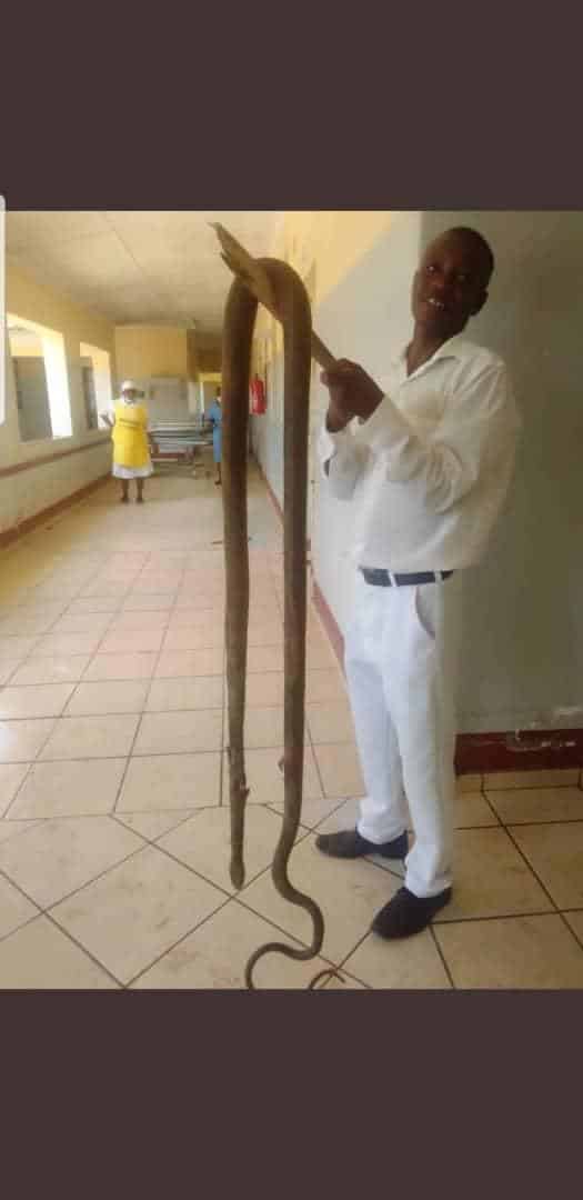mvuma zim big snake africa picture
