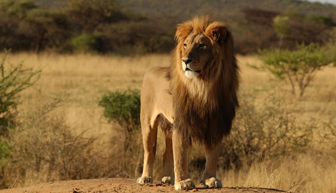 Residents in fear after big stray lion killed 7 beasts, and waded into town