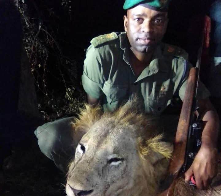 Troublesome BIG Triangle lion finally killed by Zimbabwe rangers..PICTURES