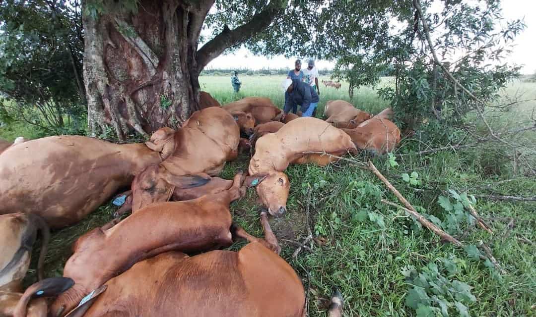 …PICTURES… Lightning kills 25 heads of cattle