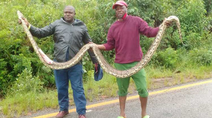 Zim Chipinge driver dies in mystery road accident after running over, killing big snake…PYTHON PICTURES