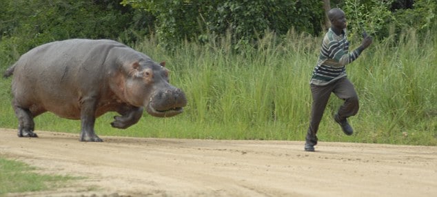 Man bitten and trampled to death by a charging hippo