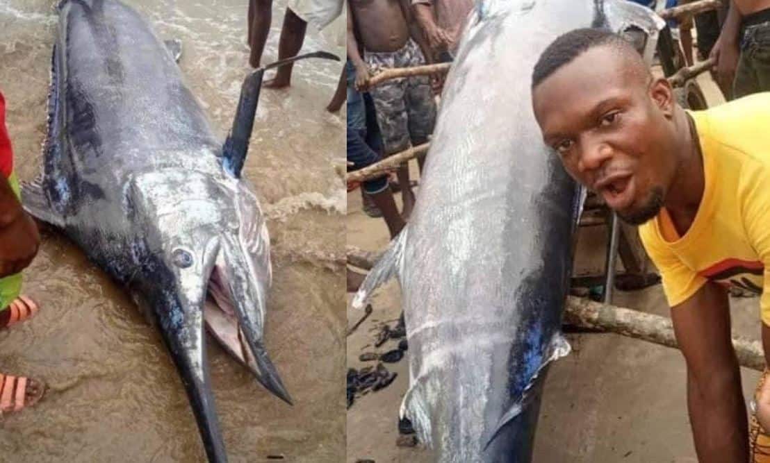 Nigerian man catches $2.6 million Blue Marlin Fish…. Him & his village people ate it, pictures: Report