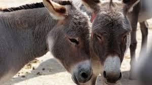 TRAGEDY: Father and son killed in dispute over three stolen donkeys