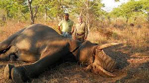 ZimParks to raise US$70 000 per elephant from hunting