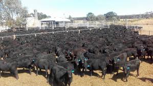 Seven nabbed for stock theft, 46 cattle recovered