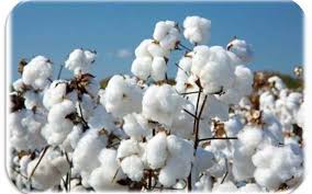 AMA reads Riot Act on cheating Cotton farmers