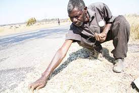 Zim to harvest only 28% maize yield this year, worst drought in 40 years- gvt