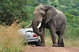 Elephant tramples senior ZANU-PF official’s son to death
