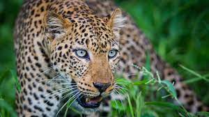 …PICTURE…Marauding leopard captured