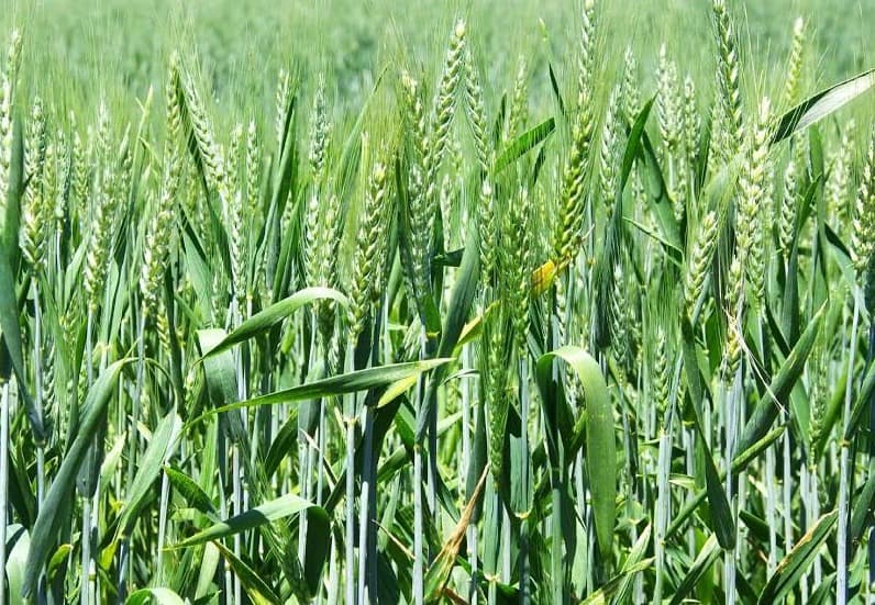 Government extends winter wheat farming season