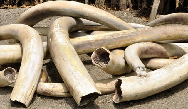 Hwange man arrested in possession of ivory worth US$2000