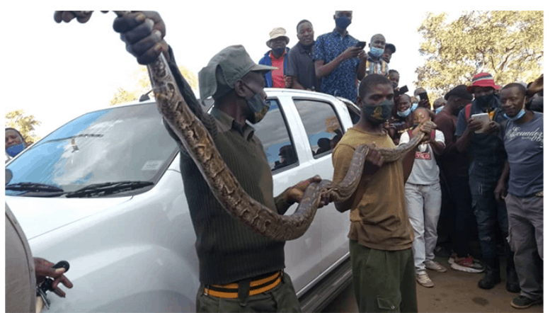Very big snake found inside parked car in Kwekwe CBD, Owner flees..PICTURES