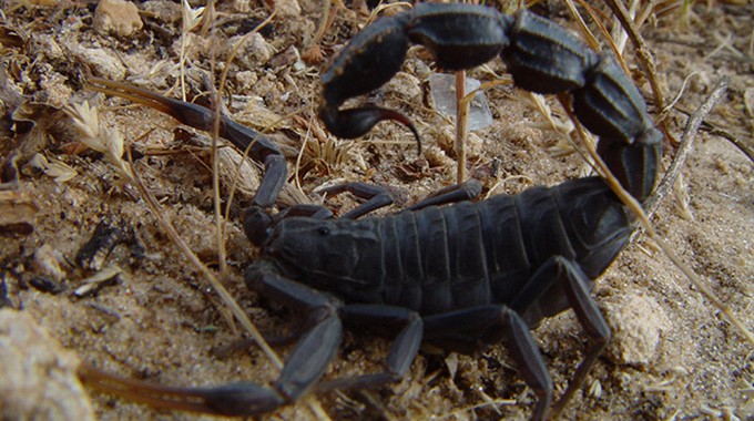 Chiredzi: Dangerous black scorpion venom kills woman in less than 2 hours
