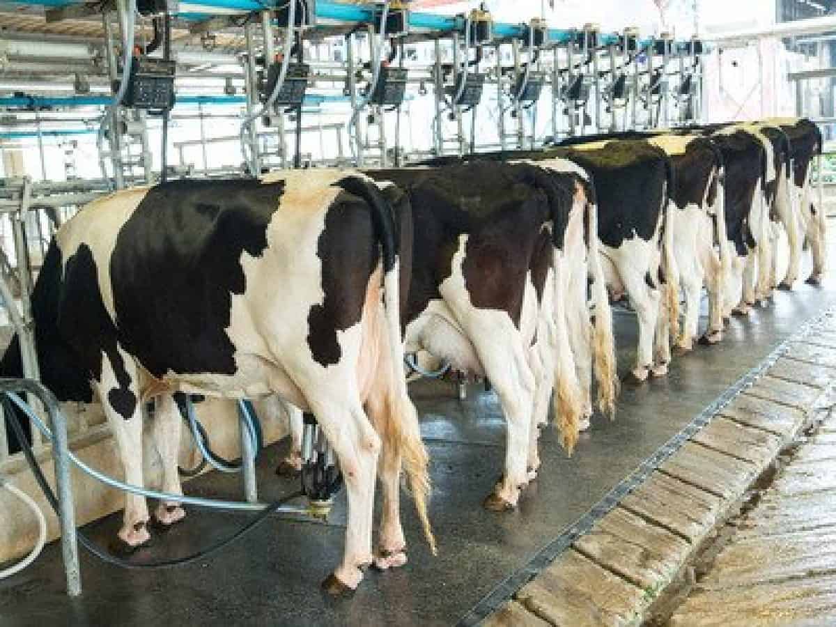 Zimbabwe’s annual raw milk output surges 12,66%