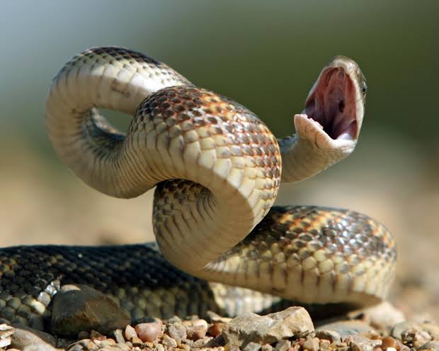 Snake bite kills Gutu school Teacher