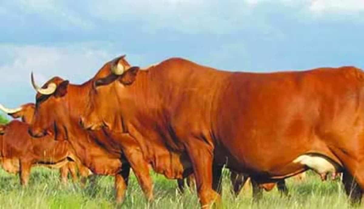 Zimbabwe suspends livestock imports from SA