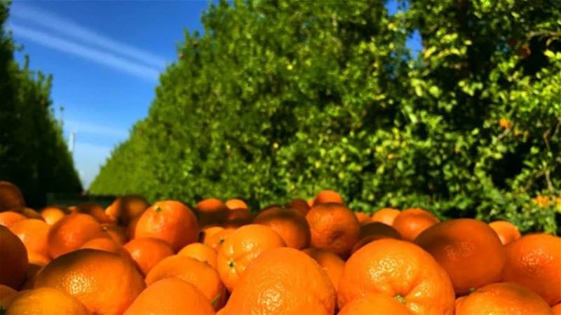 Zim citrus exports to EU 30% up