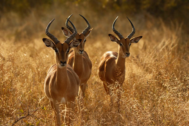 Poaching Accomplices Nabbed Over Three Impalas