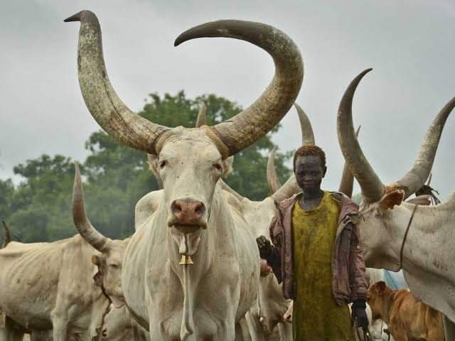 Cow arreated for the death of 12-year-old boy in South Sudan, Ram jailed 3 years over murder