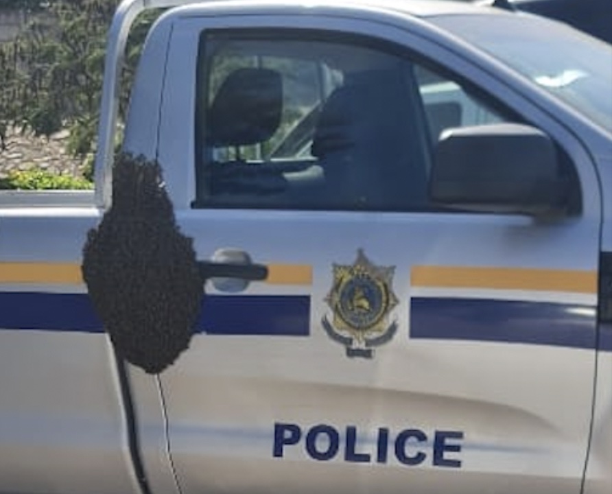 BIZARRE: Swarm of bees found on Superintendent’s gvt vehicle as fights over cars hit Beitbridge police station