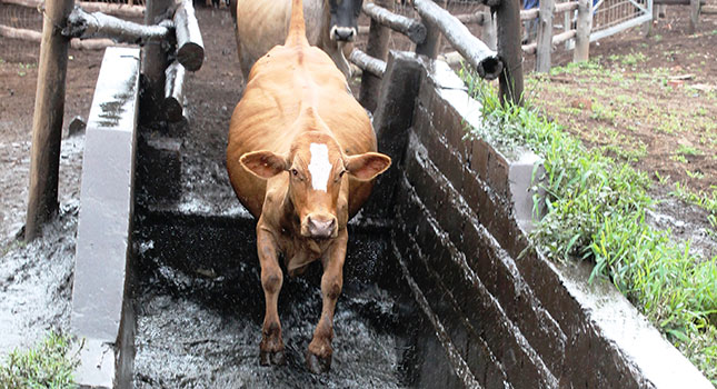 1200 farmers arrested this year for not dipping their cattle