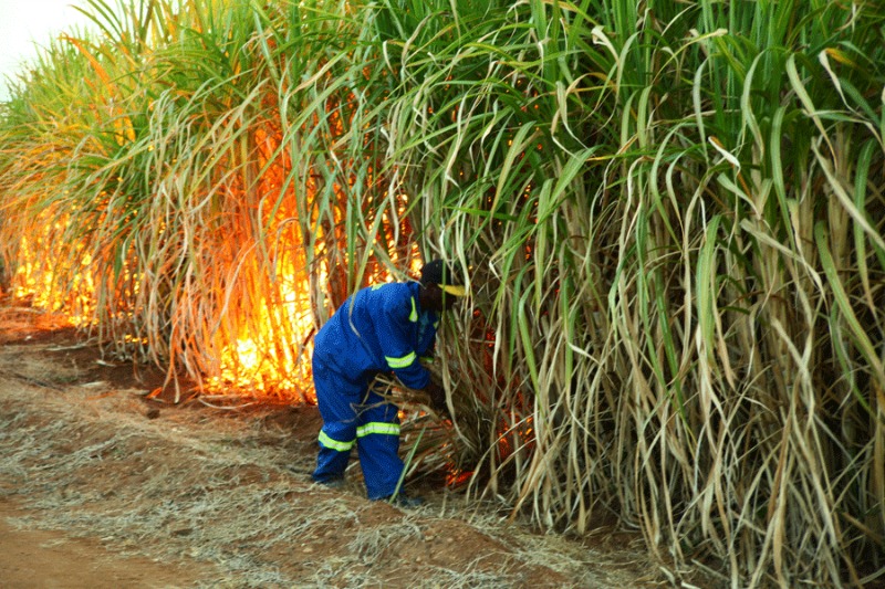 Hippo Valley secures US$5.2m for sugarcane scheme
