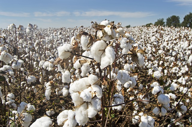 New cotton hybrid seed to boost production