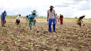 NEC for agricultural sector sets farm workers minimum wage at ZW$65.131
