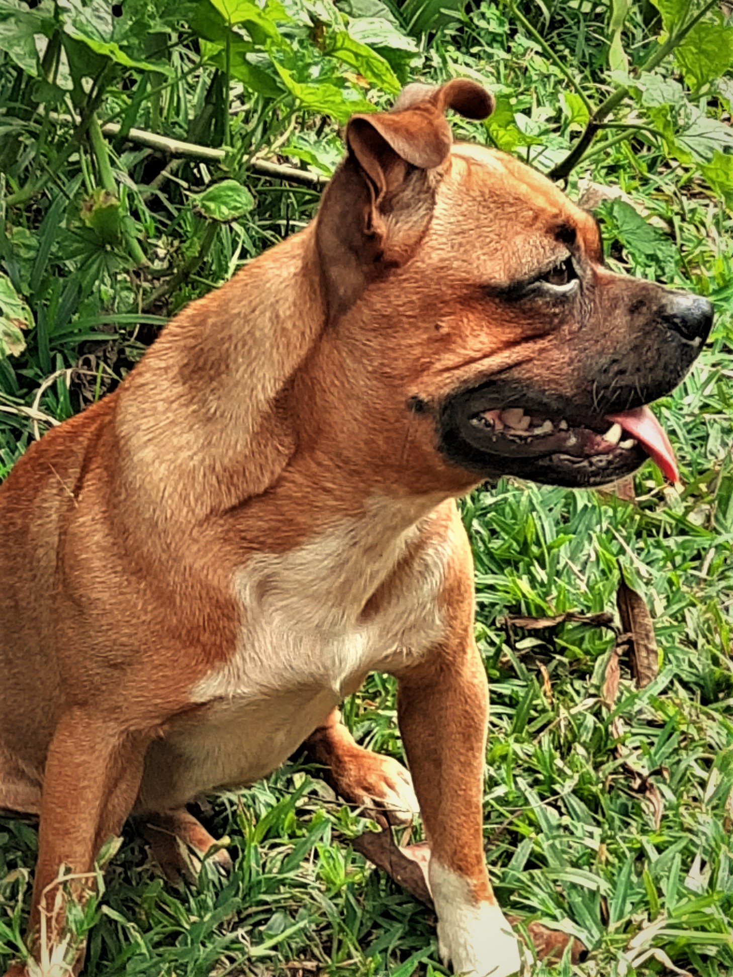 6 year-old mauled to death by 2 boer dogs, owner arrested
