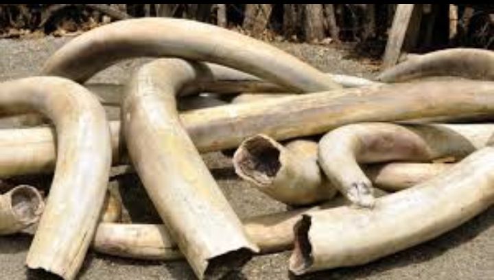 Duo arrested in possession of raw ivory along Nelson Mandela, Harare CBD
