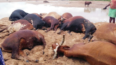 18 cattle killed by lightning