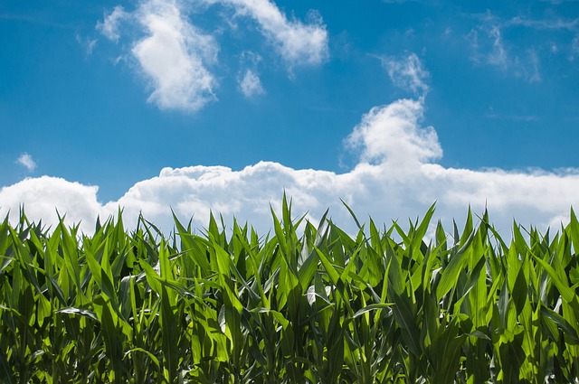 farming land maize grain