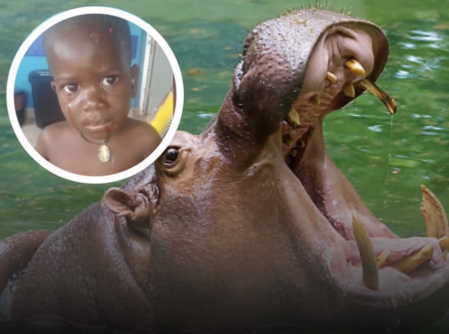 2-year-old boy swallowed whole and spit out by hippopotamus in Uganda..VIDEO, Pictures