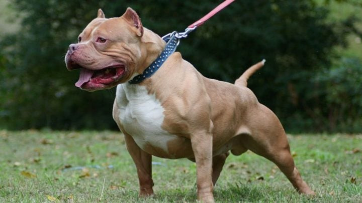 Security guard mauled to death by 4 pit bull dogs