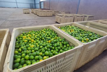 Zimbabwe set to export citrus to China for first time