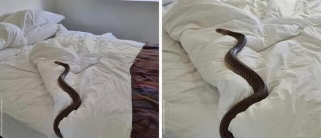 Deadly snake found in bed at a lodge
