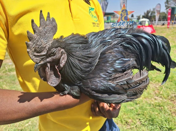 US$300 black rooster at Zimbabwe Agriculture Show