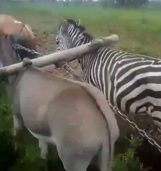 Controversial Video: Zimbabwean Farmer Harnesses Zebra for Farm Labour alongside Donkey, Cows
