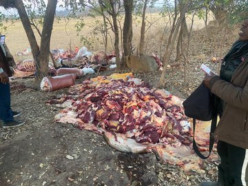 PICTURES: Cattle rustlers steal 21 beasts in Banket, kill 9; flee after being disturbed by members of the public